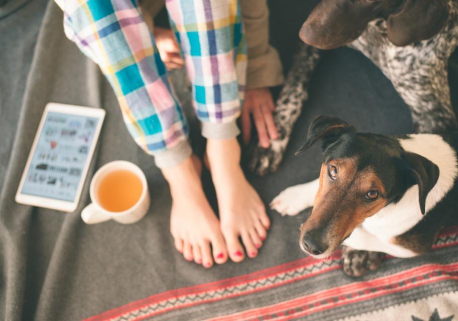 Personne en pyjama avec chiens, tablette et tasse de thé sur une couverture.